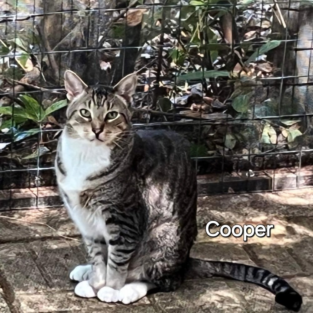 adoptable Cat in Palm Harbor, FL named Cooper