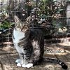 adoptable Cat in palm harbor, FL named Cooper