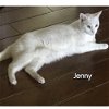 adoptable Cat in palm harbor, fl, FL named Jenny