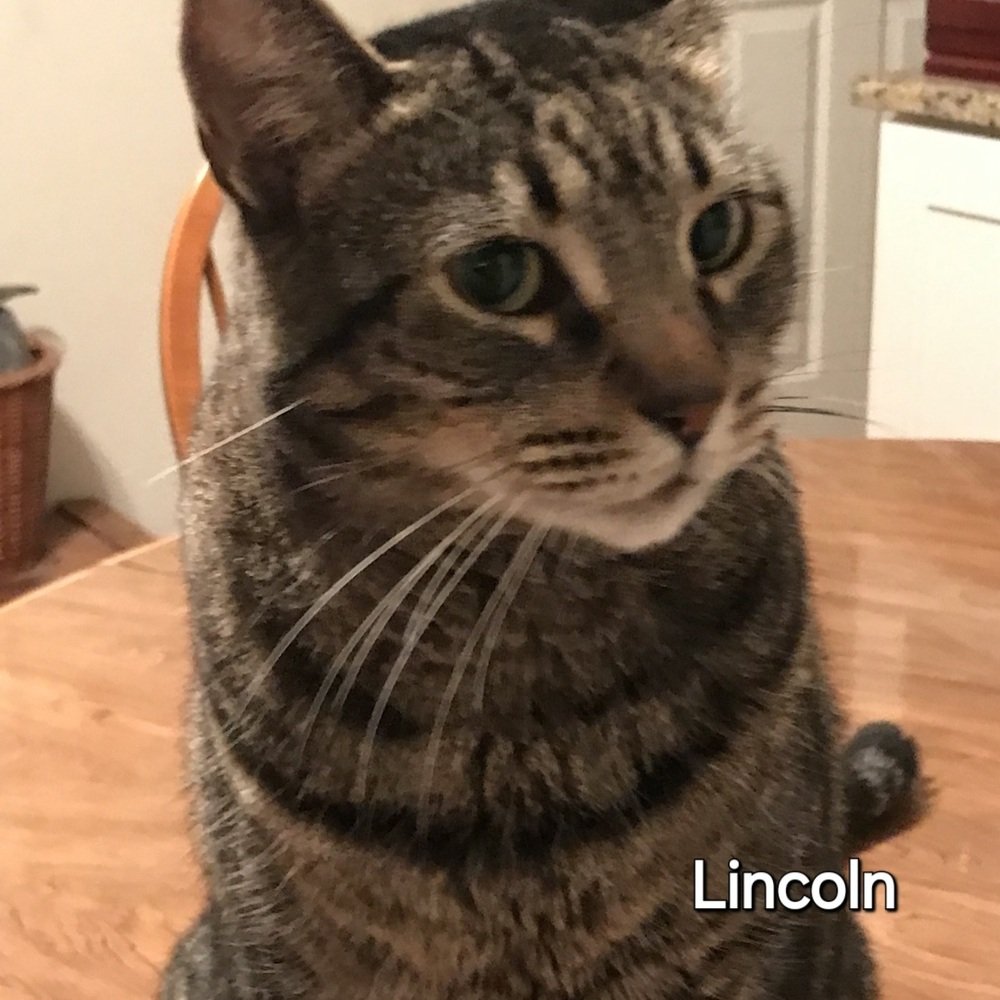 adoptable Cat in Palm Harbor, FL named Lincoln