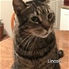 adoptable Cat in palm harbor, fl, FL named Lincoln