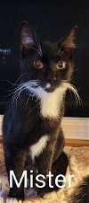 adoptable Cat in palm harbor, fl, FL named Mister