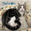 adoptable Cat in  named Nelson