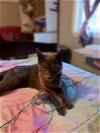 adoptable Cat in gloucester, VA named LIL BIT
