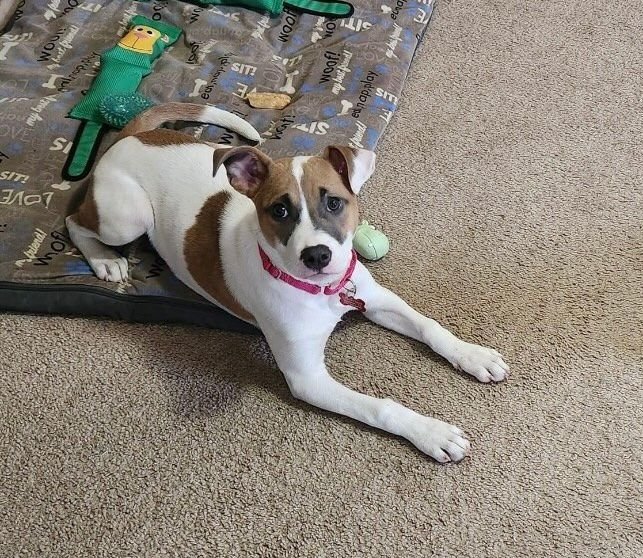 adoptable Dog in Gloucester, VA named HOLLY
