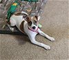 adoptable Dog in , VA named HOLLY