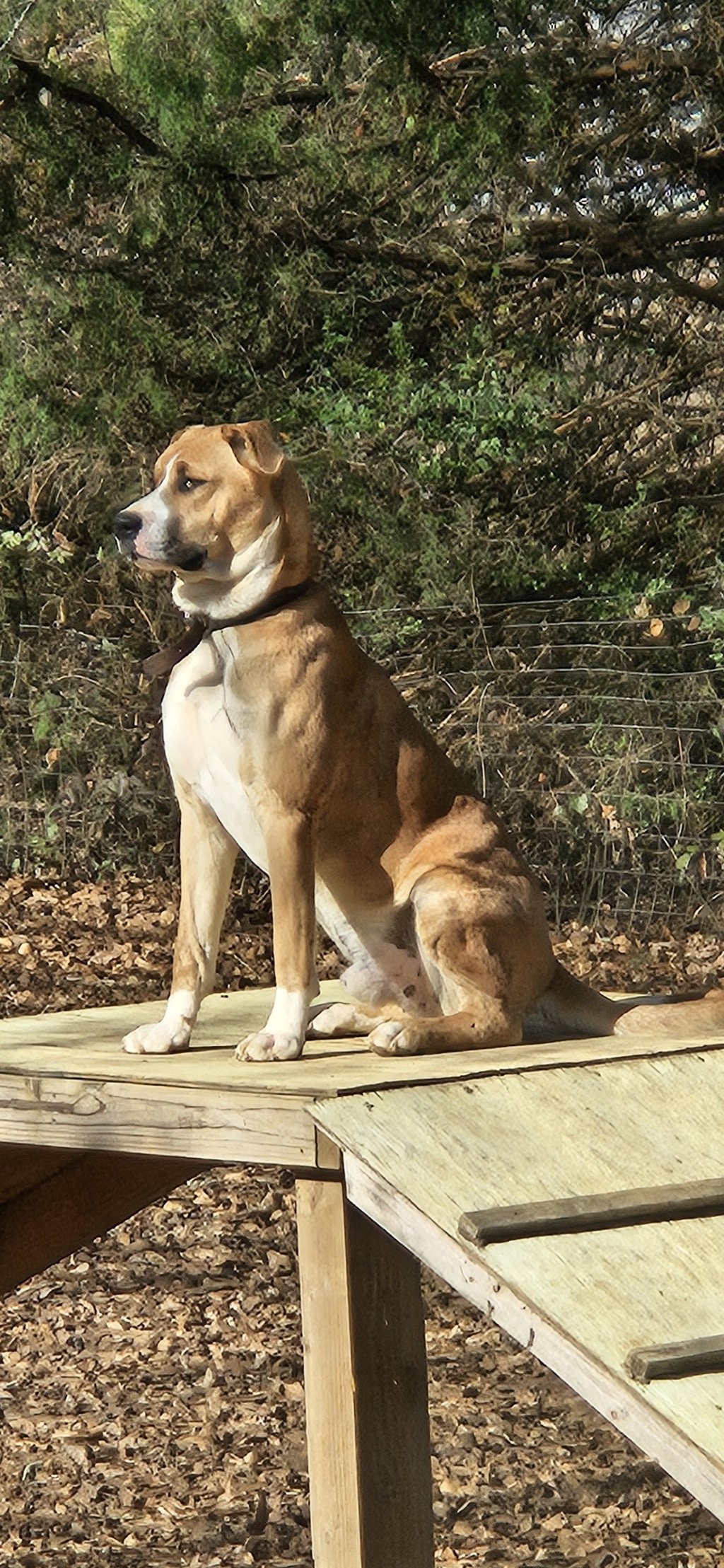 adoptable Dog in Corinth, MS named Brownie