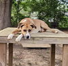 adoptable Dog in Corinth, MS named Brownie