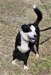 adoptable Dog in , MS named Chip