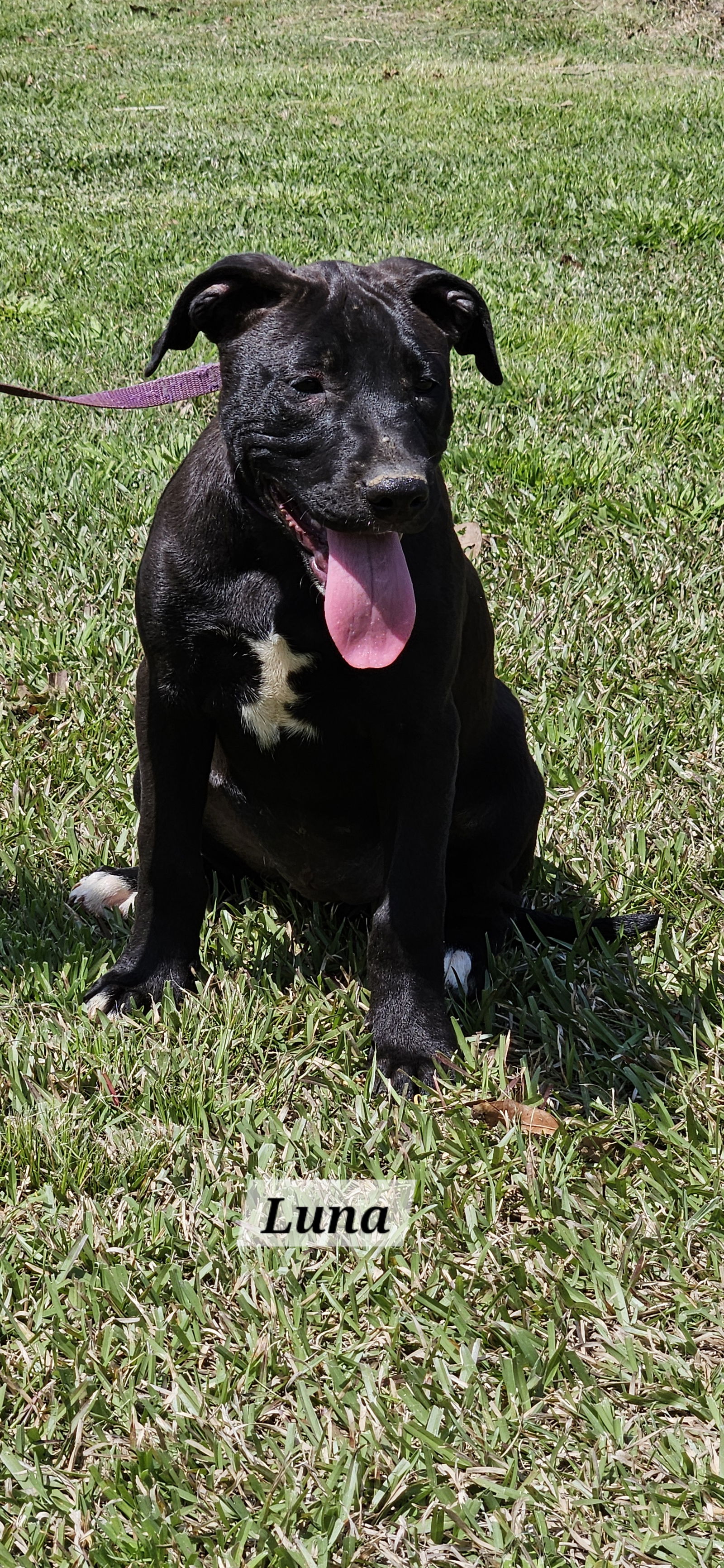 adoptable Dog in Corinth, MS named Luna