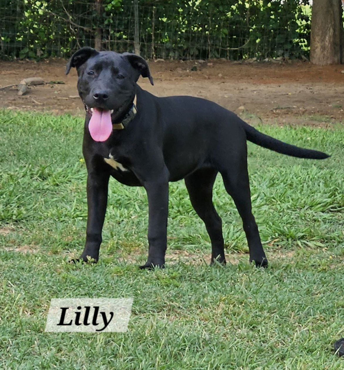 adoptable Dog in Corinth, MS named Lilly