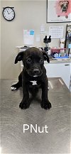 adoptable Dog in , MS named Peanut