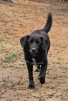 adoptable Dog in Corinth, MS named Huck