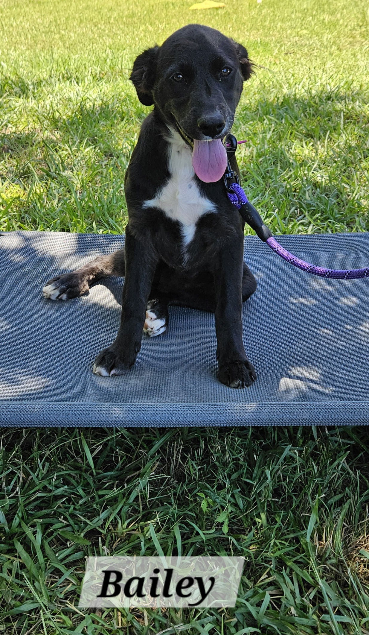 adoptable Dog in Corinth, MS named Bailey