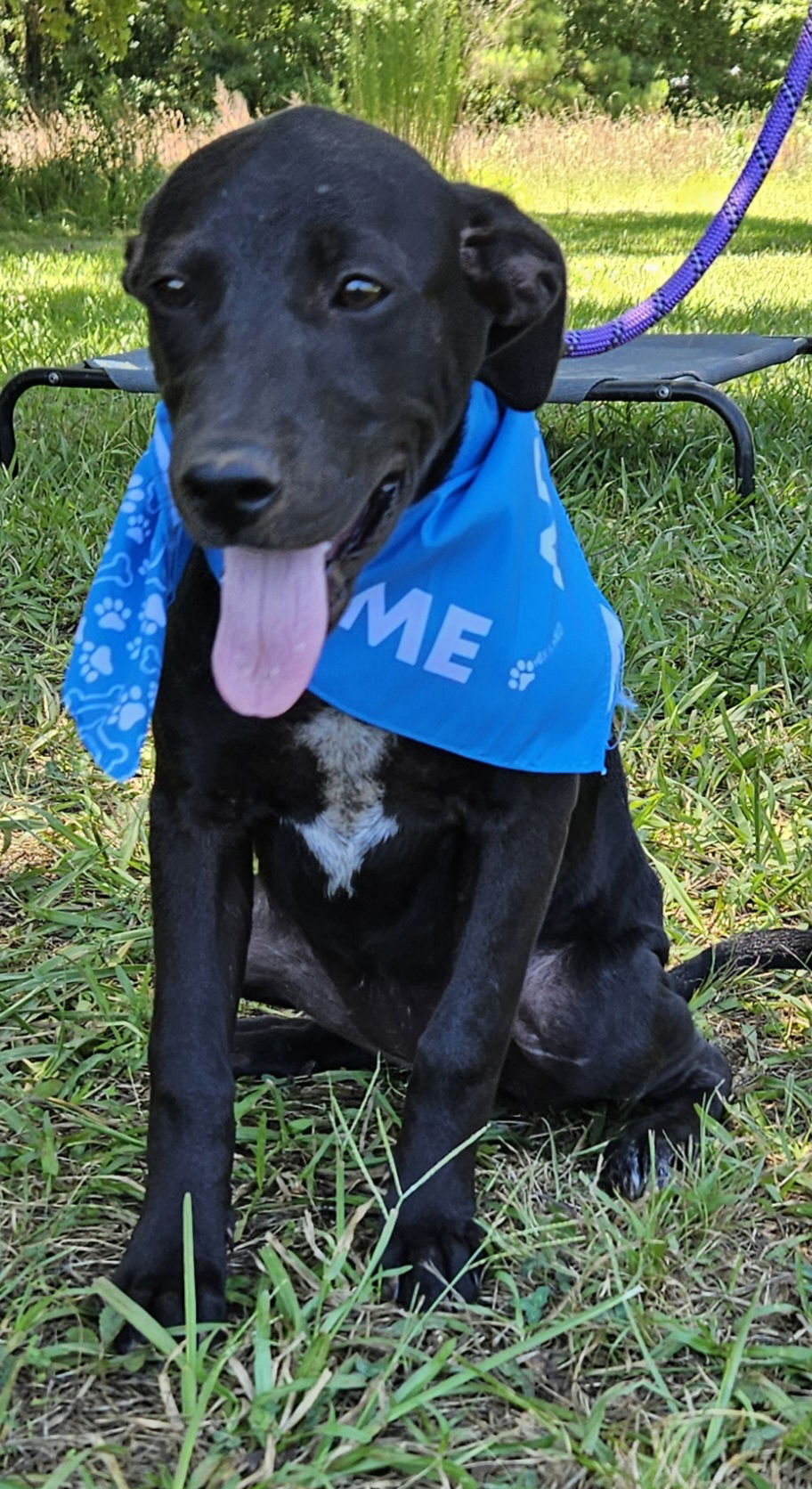 adoptable Dog in Corinth, MS named Bella