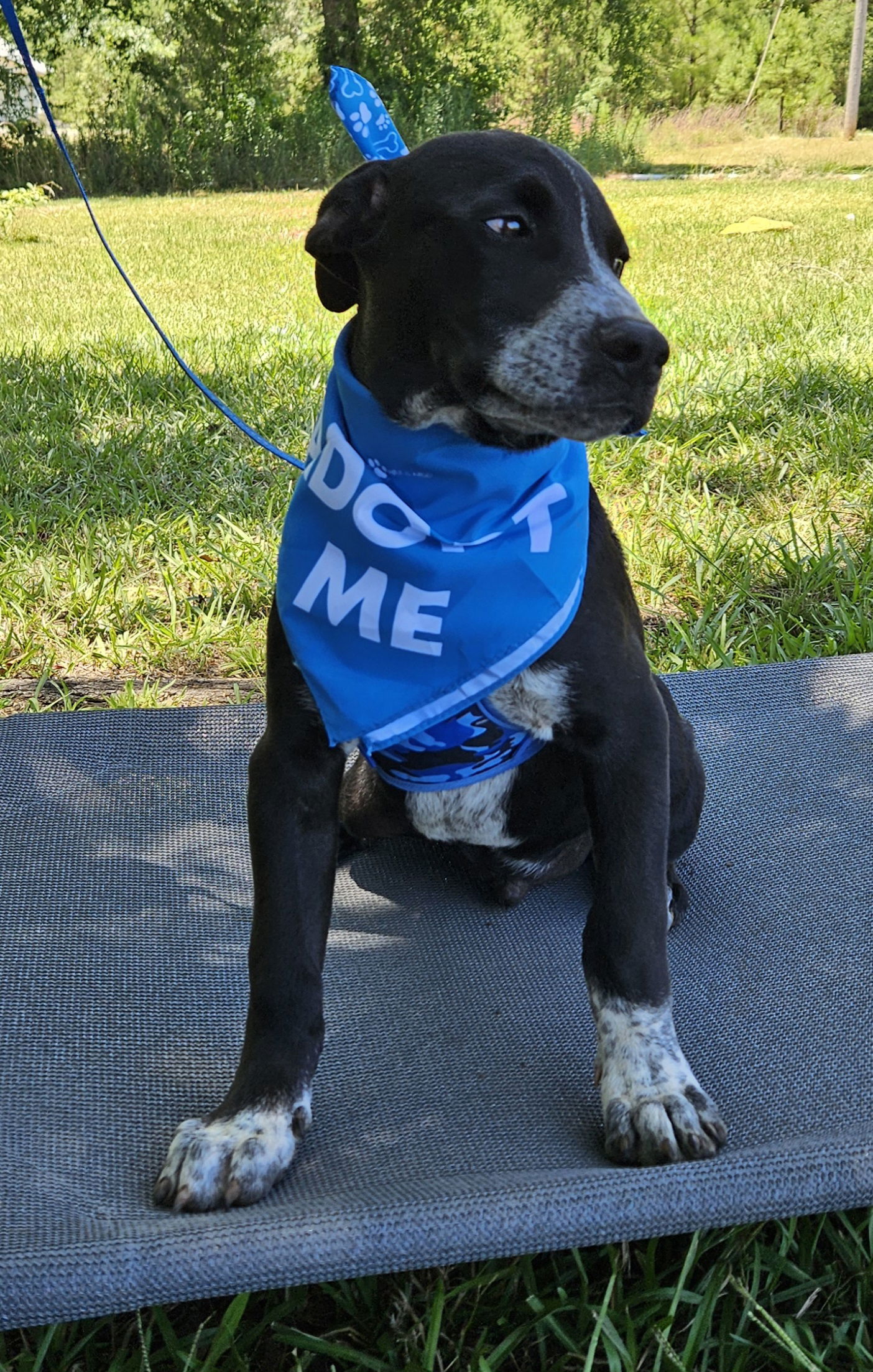 adoptable Dog in Corinth, MS named Jax