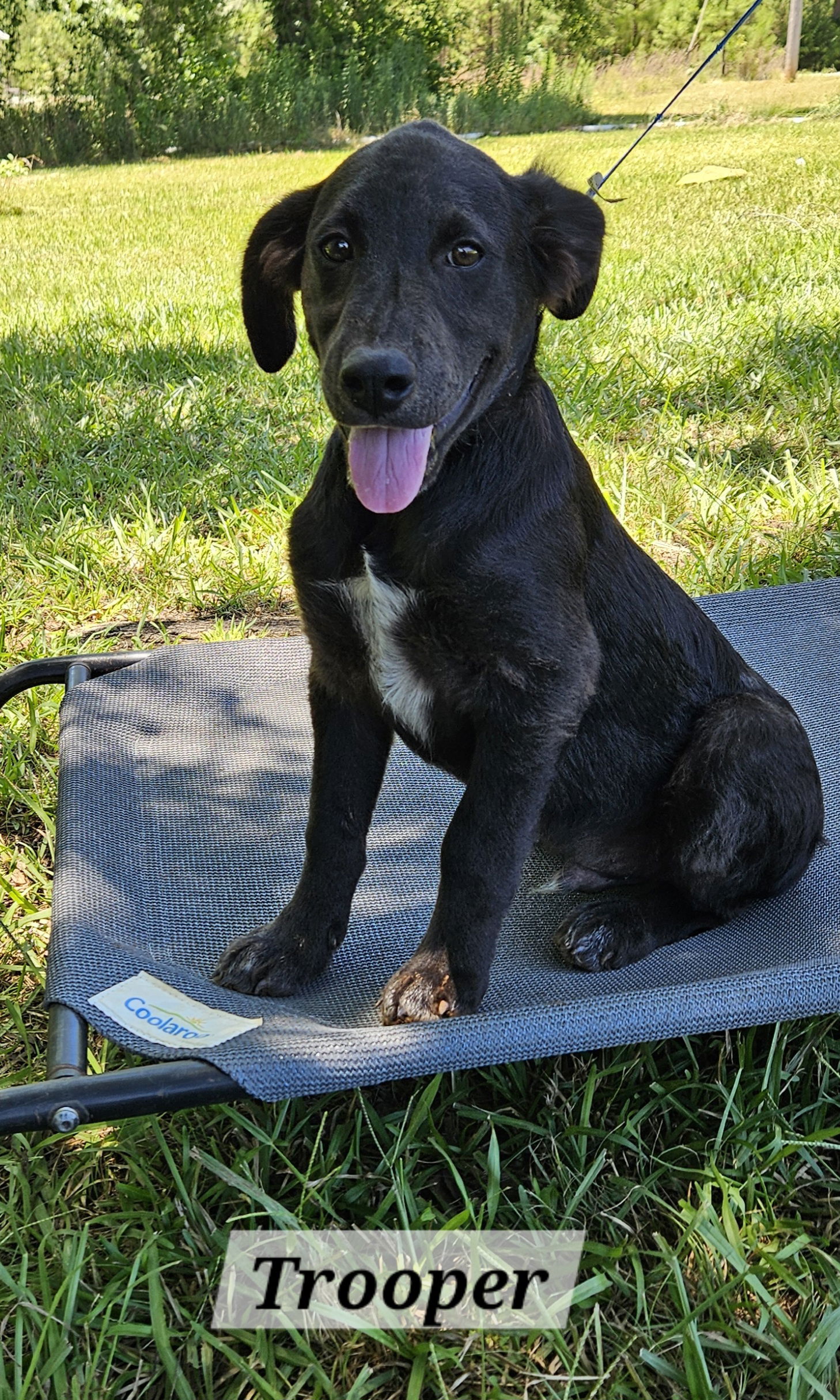 adoptable Dog in Corinth, MS named Trooper