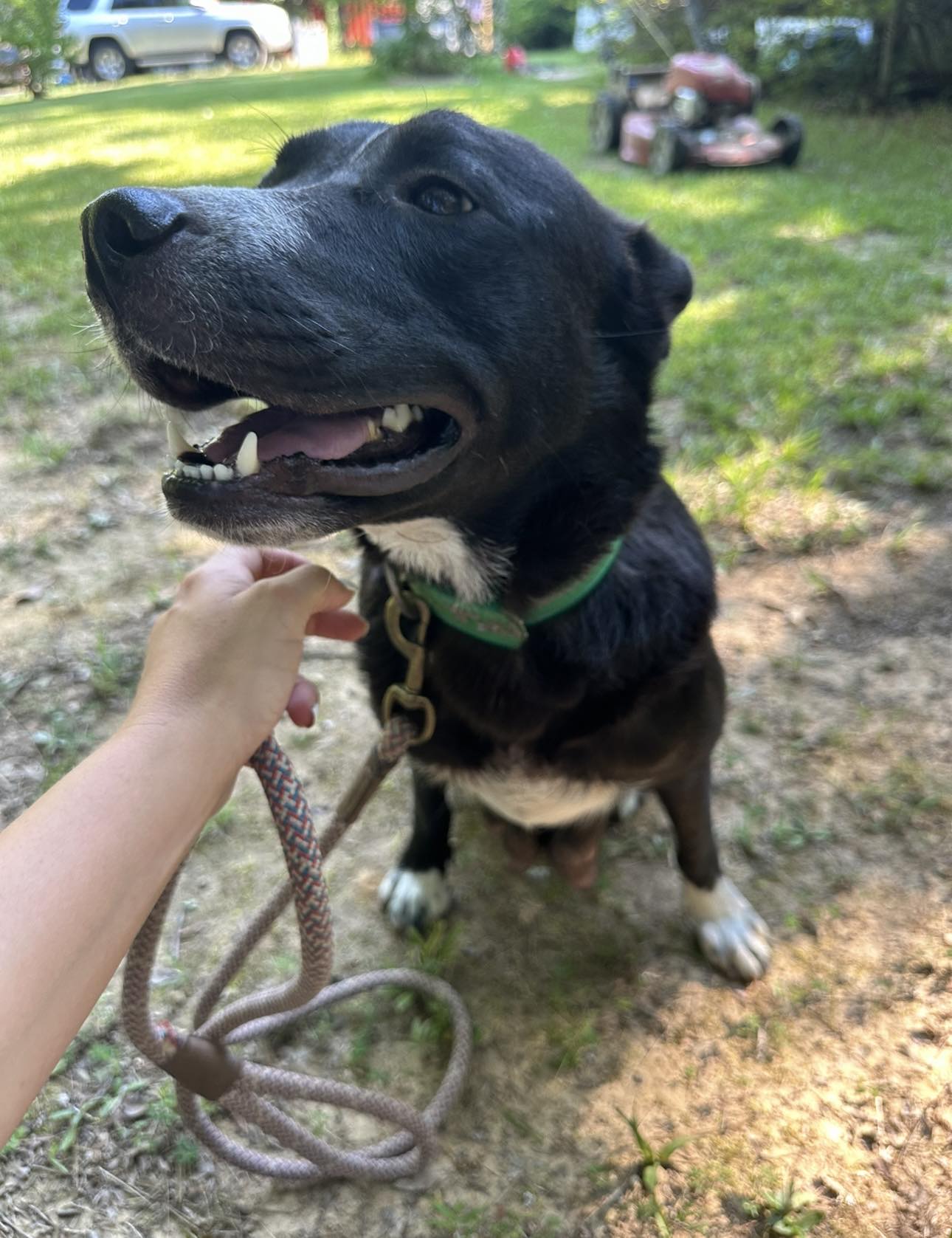 adoptable Dog in Corinth, MS named Lady