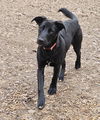 adoptable Dog in corinth, MS named Loretta
