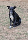 adoptable Dog in  named Johnny