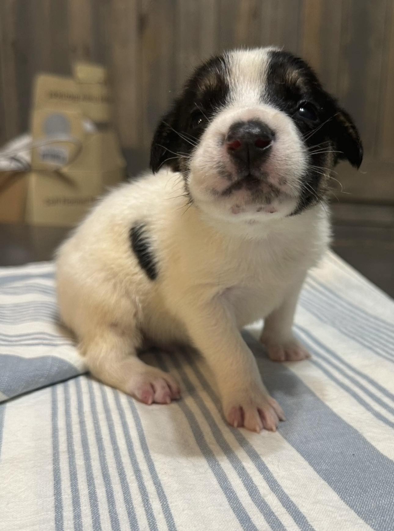 adoptable Dog in Corinth, MS named Elvis