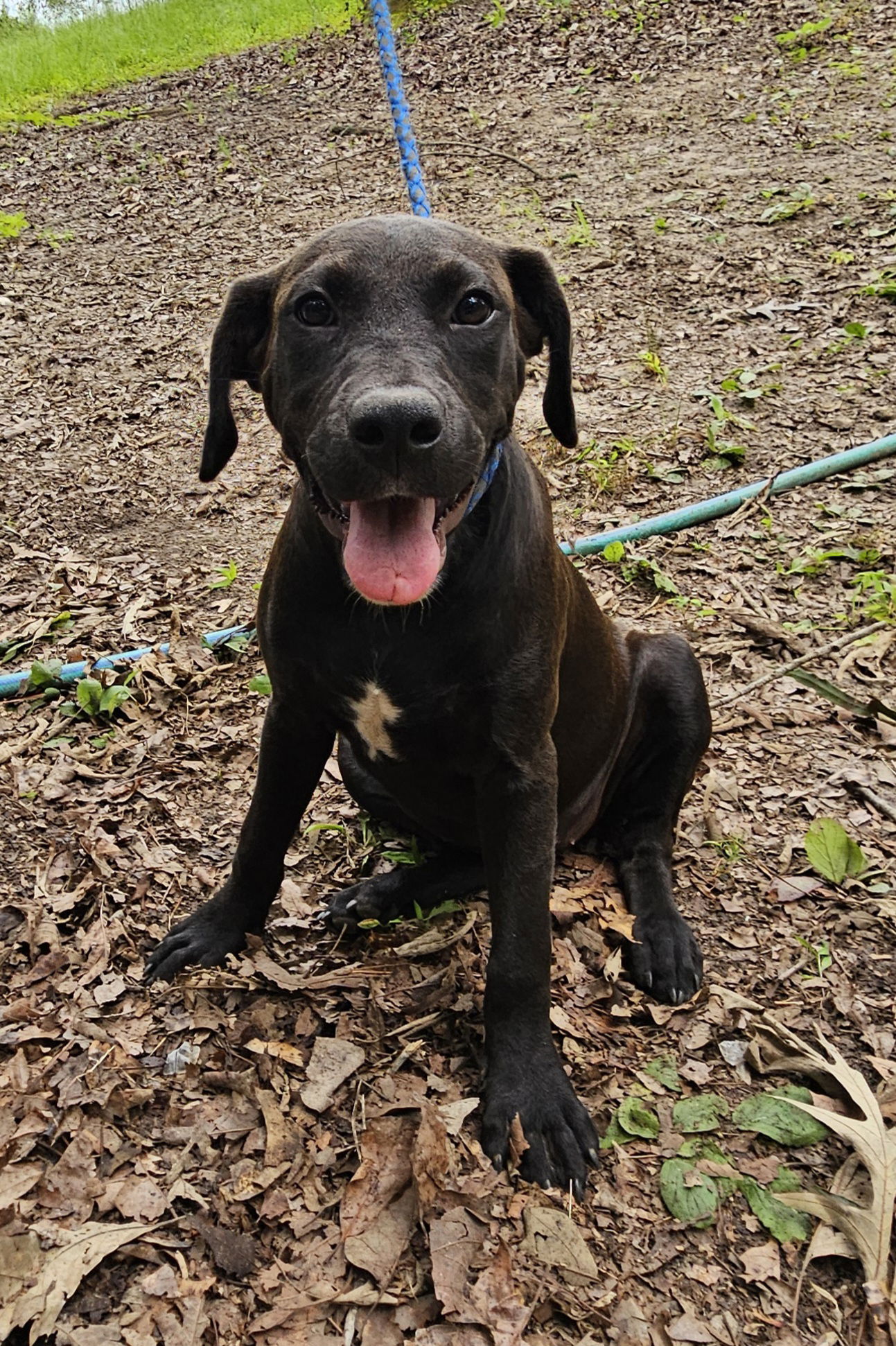 adoptable Dog in Corinth, MS named Karma