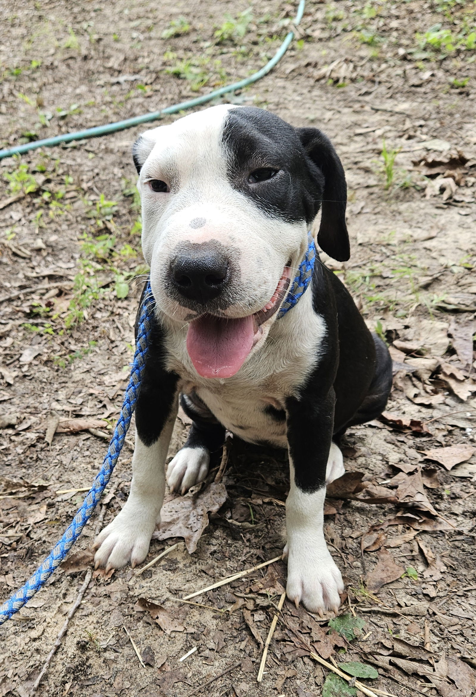 adoptable Dog in Corinth, MS named Dragon