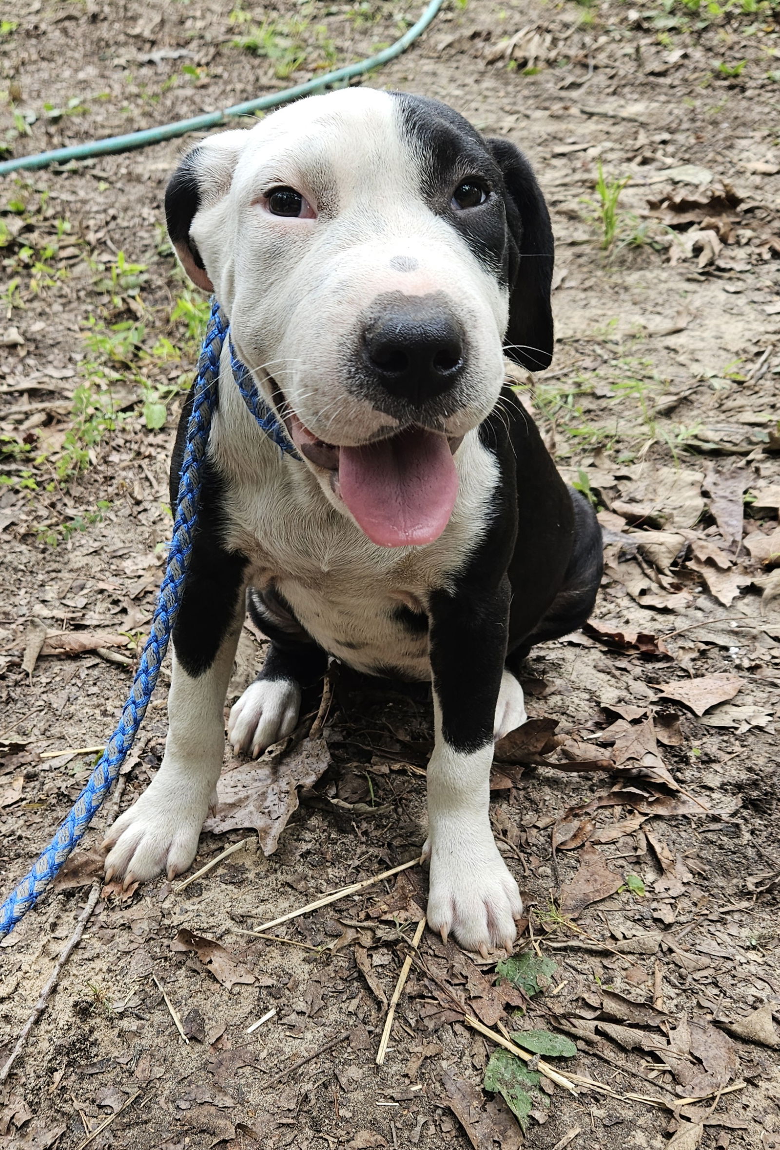 Shar pei aussie fashion mix