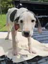 adoptable Dog in , MS named Apple