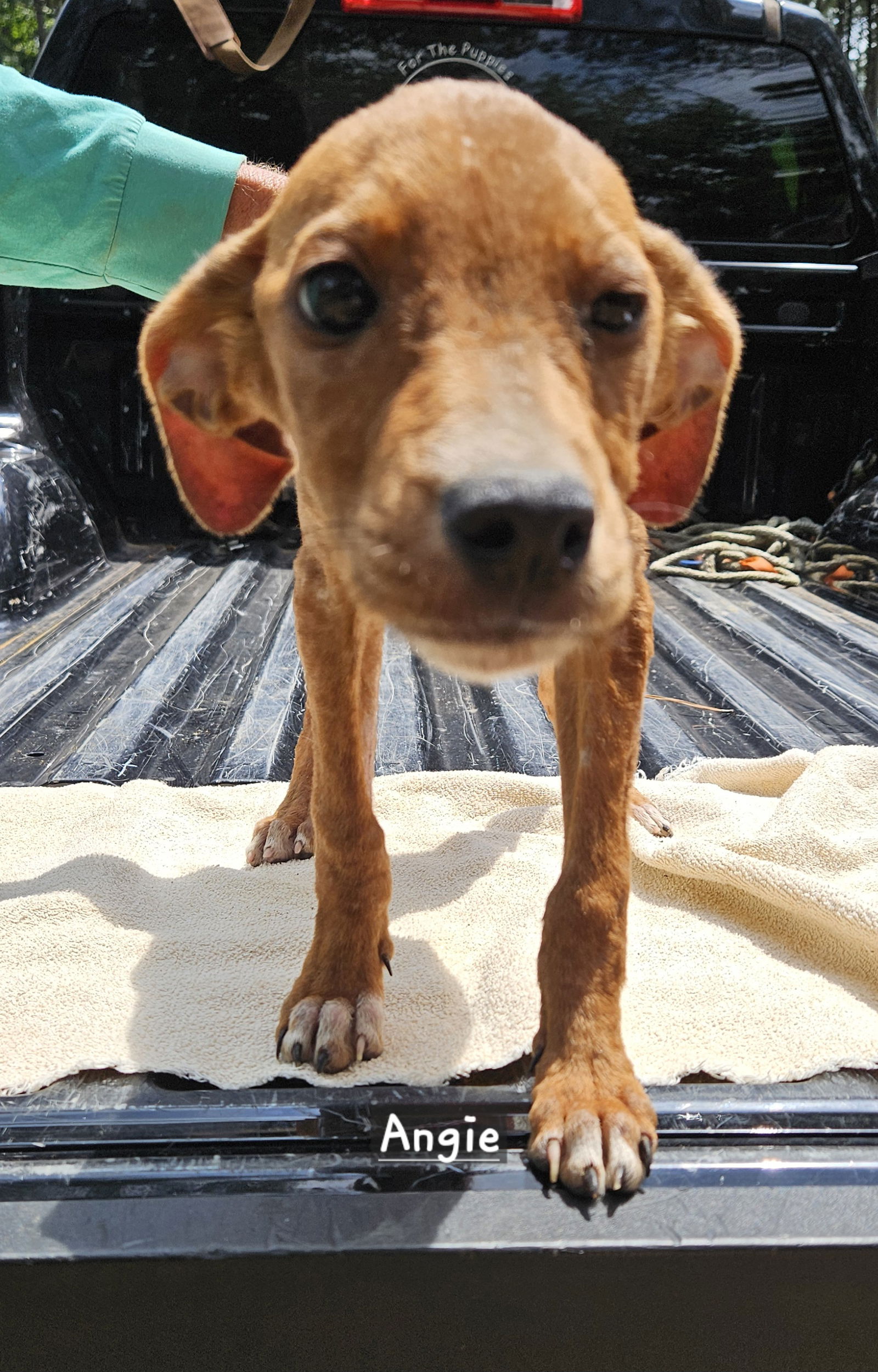 adoptable Dog in Corinth, MS named Angie