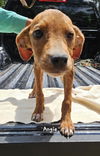 adoptable Dog in , MS named Angie