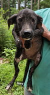 adoptable Dog in , MS named Amy