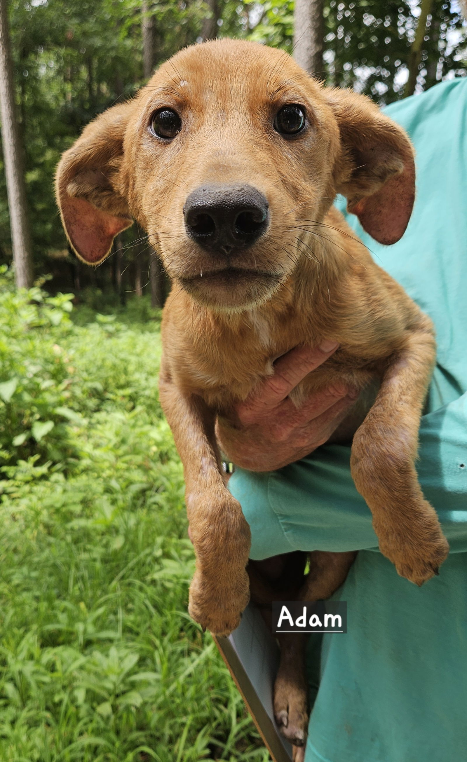 adoptable Dog in Corinth, MS named Adam