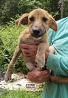 adoptable Dog in , MS named Allen