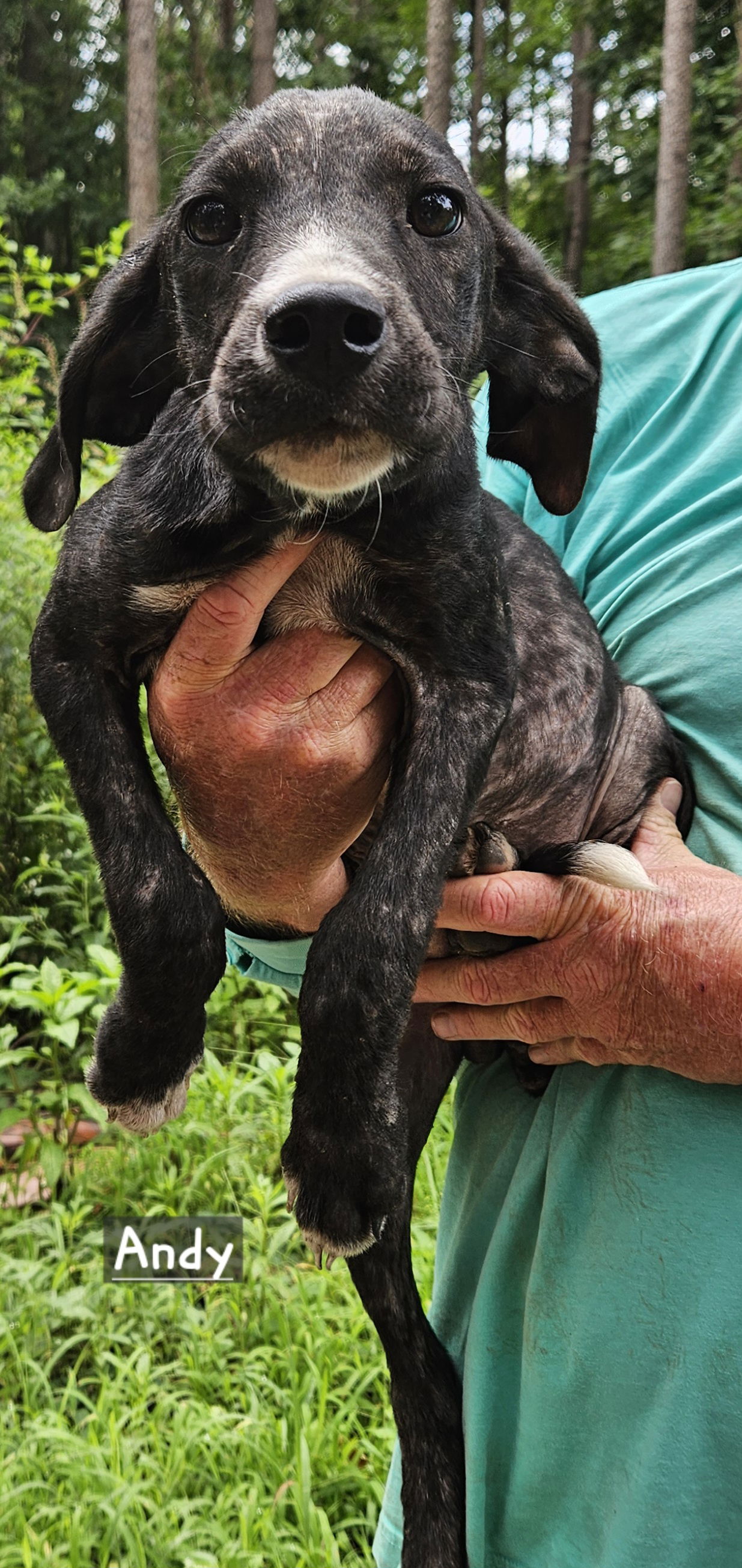 adoptable Dog in Corinth, MS named Andy