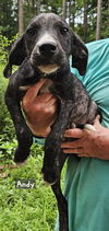 adoptable Dog in , MS named Andy