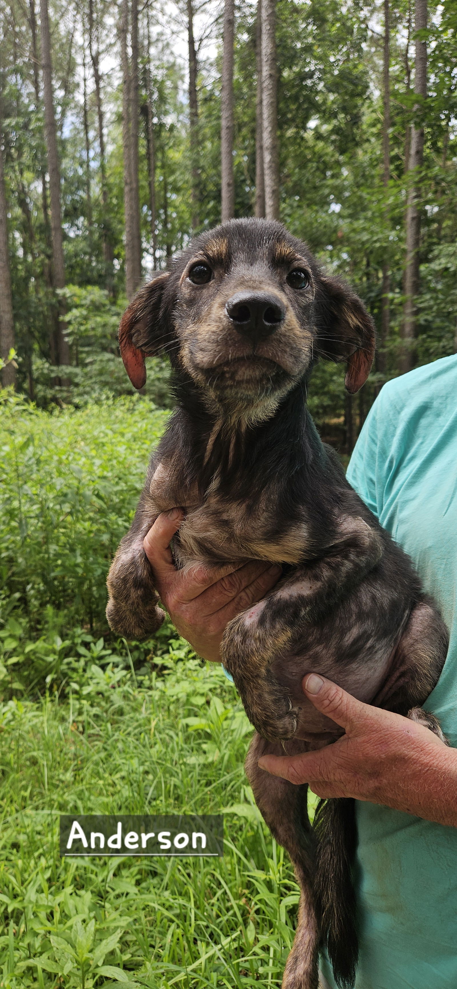adoptable Dog in Corinth, MS named Anderson