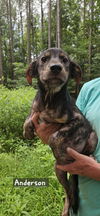 adoptable Dog in , MS named Anderson