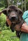 adoptable Dog in  named Arlington