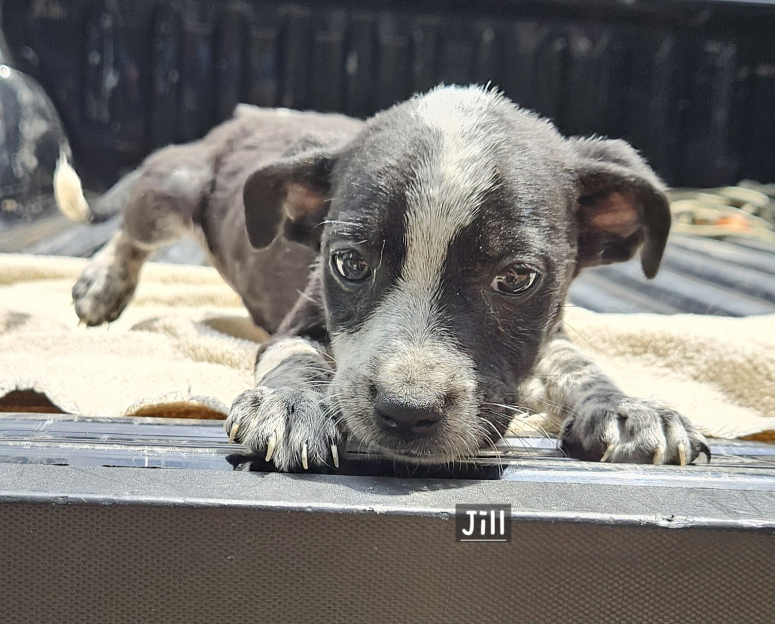 adoptable Dog in Corinth, MS named Jill
