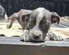 adoptable Dog in  named Jill