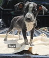 adoptable Dog in  named Jack