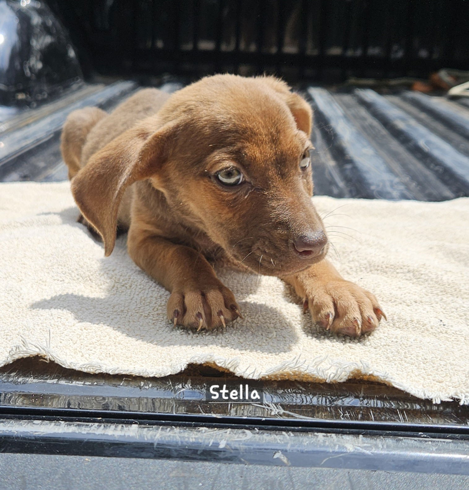 adoptable Dog in Corinth, MS named Stella