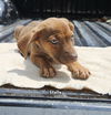 adoptable Dog in  named Stella