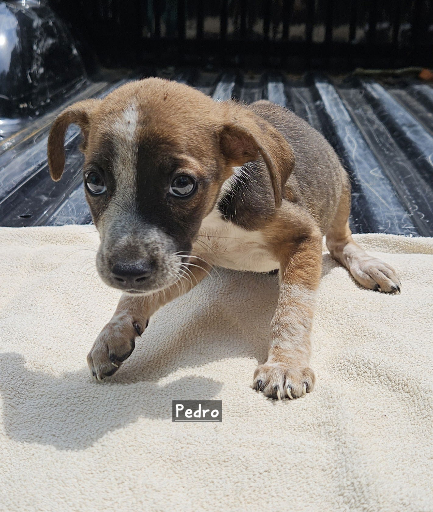adoptable Dog in Corinth, MS named Pedro