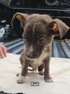 adoptable Dog in  named Runt
