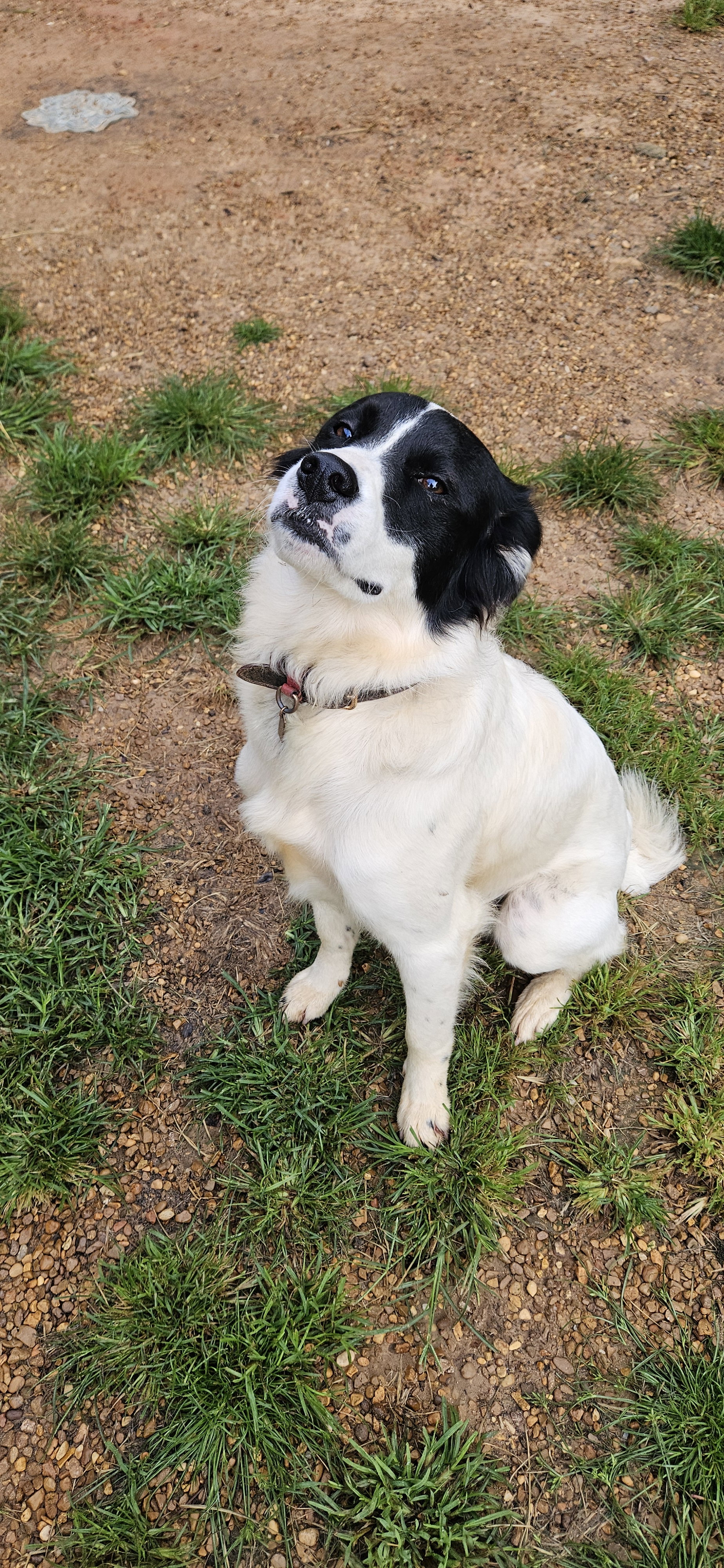 Oreo