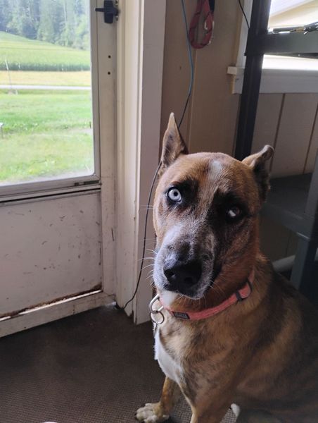 adoptable Dog in Saegertown, PA named Bailey