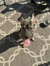 Sheba - German Shepherd Dog