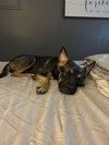 Sheba - Photo 4
